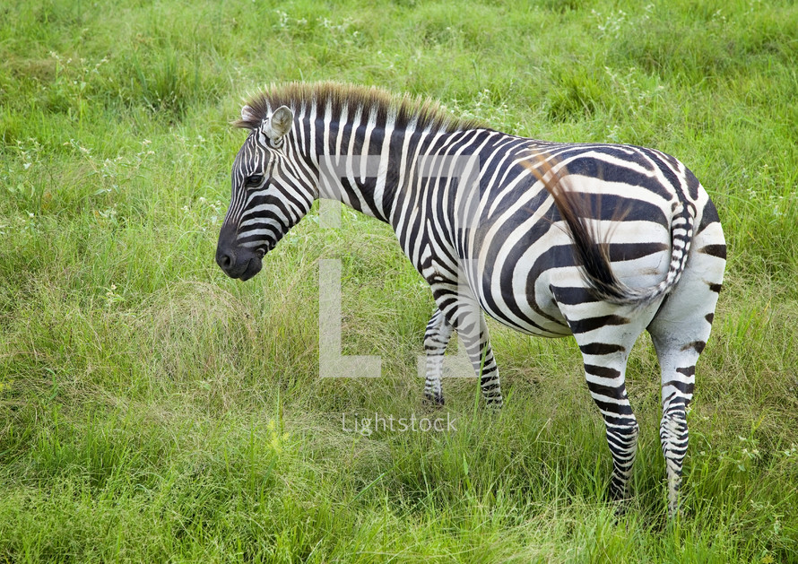 zebra in a field 