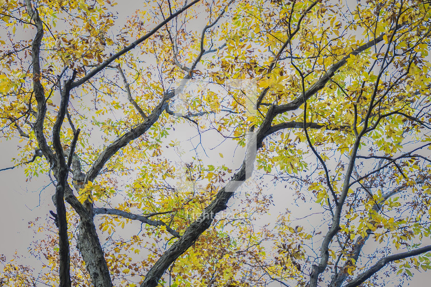 yellow leaves on a tree 