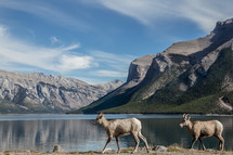 elk and mountain peaks across a lake 