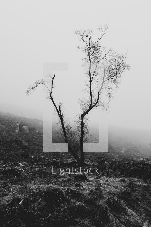 bare tree and fog 