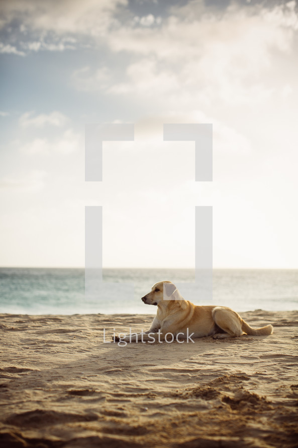 a dog resting on a beach 