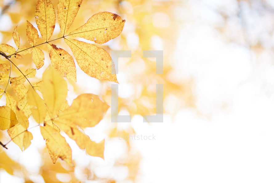 fall leaves on a tree