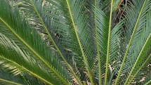 radiating palm fronds on a sago palm 
