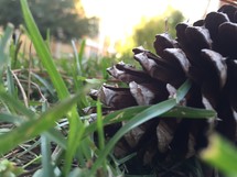 a pinecone in the grass 