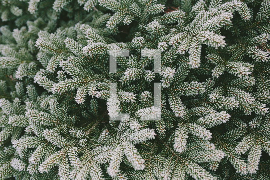 Christmas pine 