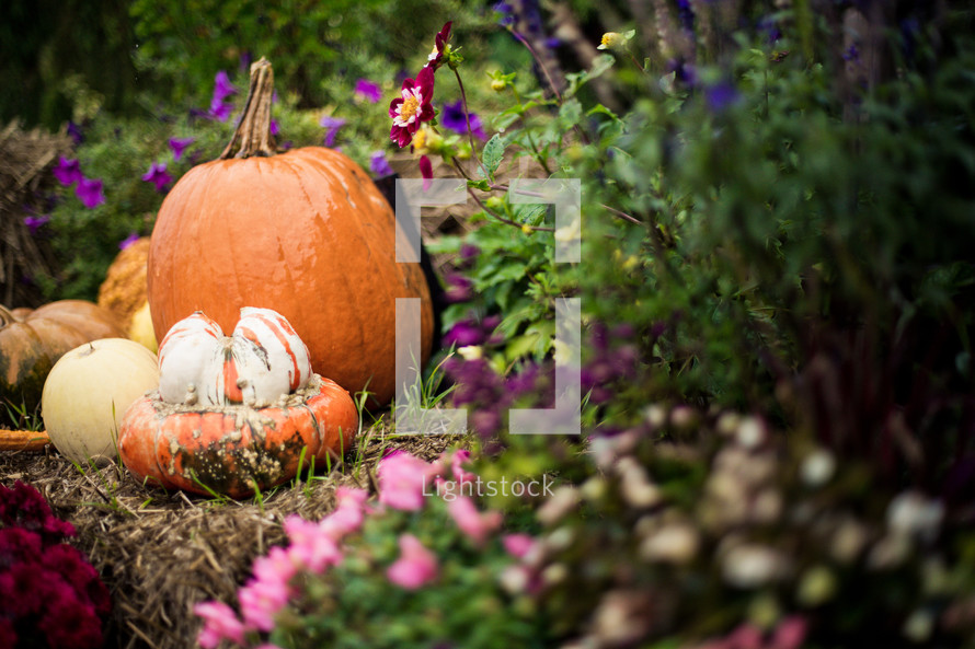 Pumpkin and gourds sitting on a hay bale surrounded by flowers and other plants.