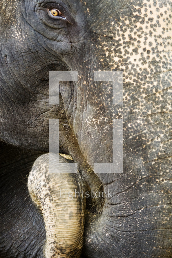 elephant trunk 