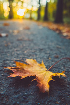 fall leaf on asphalt 
