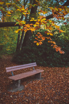 park bench in a fall setting 