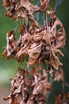 brown leaves 