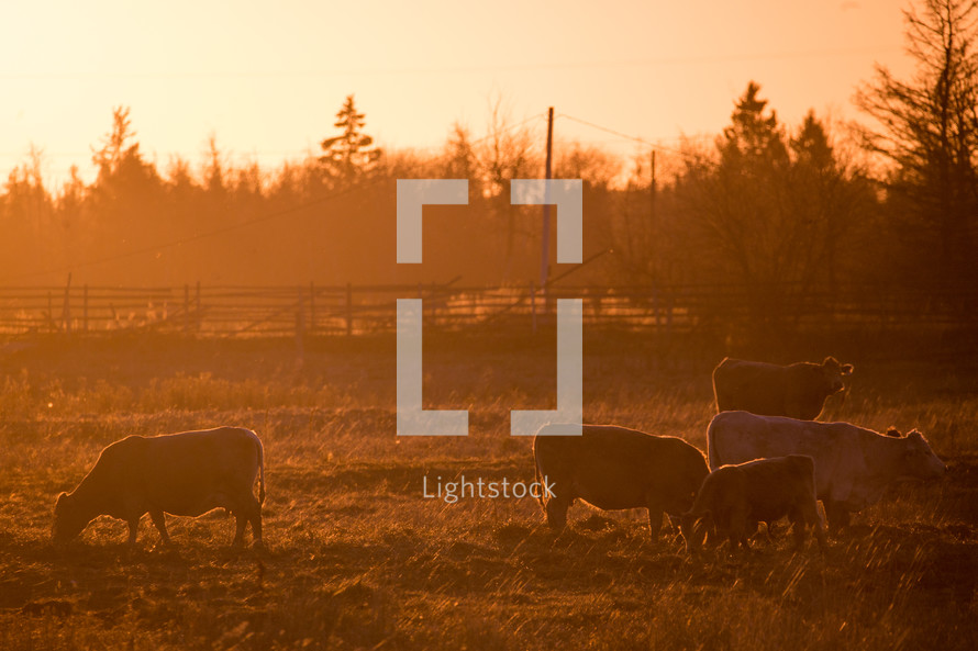 cows grazing in a pasture at sunset 