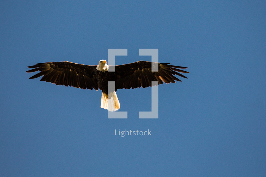 a bald eagle in flight 