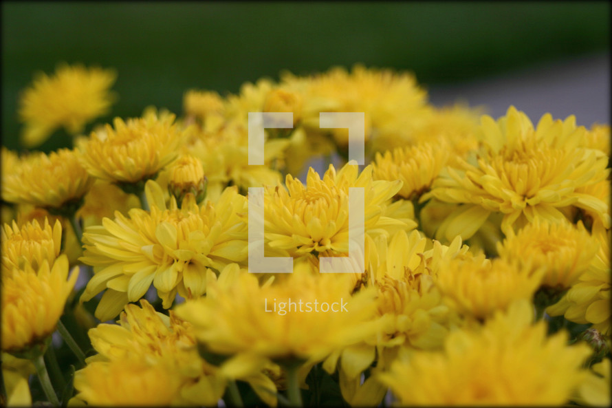 tops of yellow mums