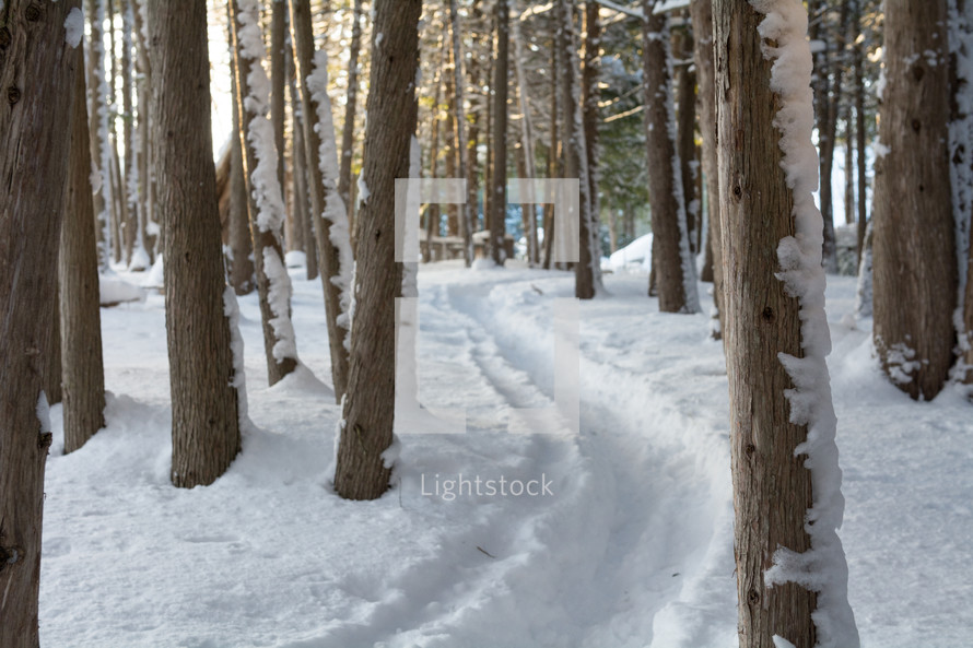 path through snow in a forest 