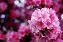 pink blossoms 