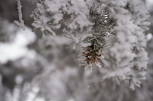 Pine cone on an evergreen bough covered in snow.