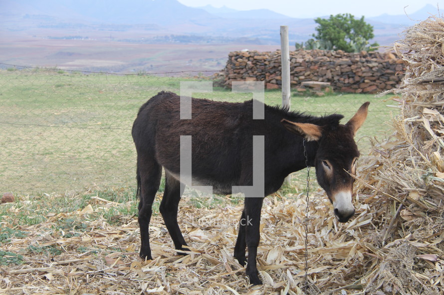 chained donkey in a village 