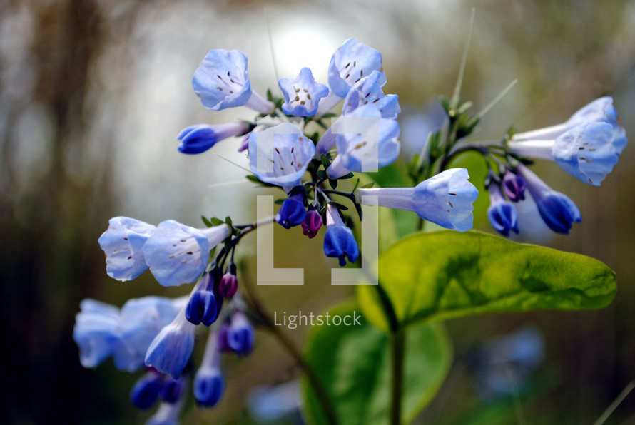 Blue cowslips, also called Virginia bluebells.