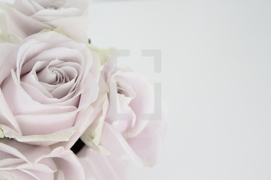 light pink roses on white background 