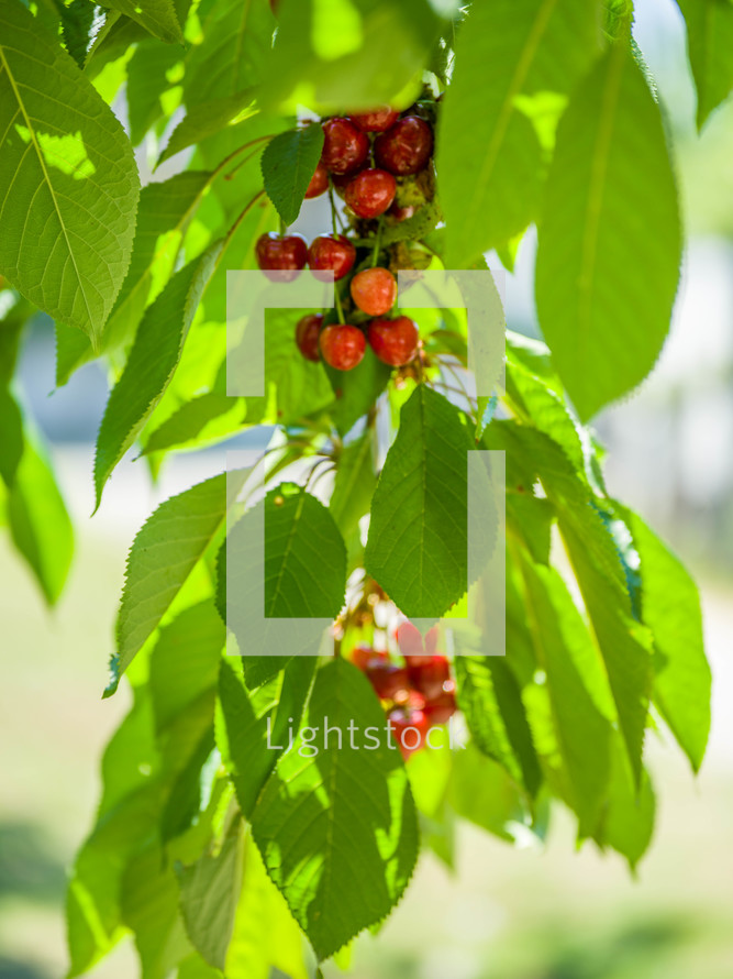 red berries and green leaves 
