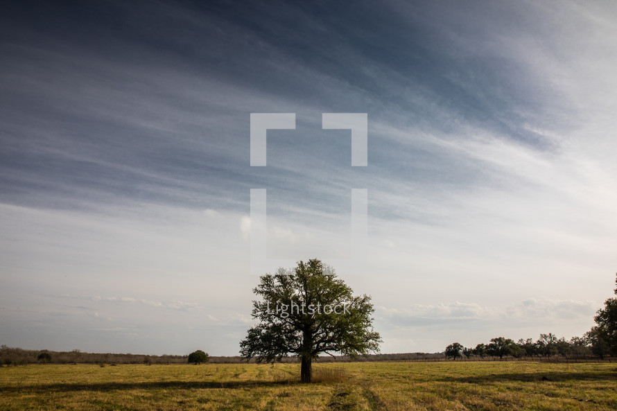 single tree in a pasture 