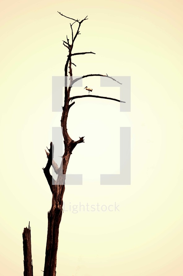 bird perched on a dead tree