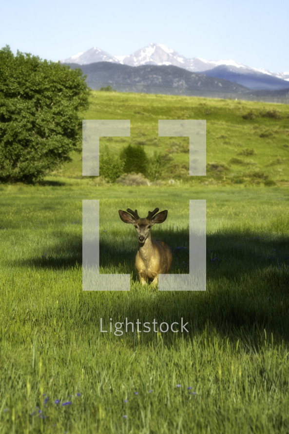 deer in a meadow 