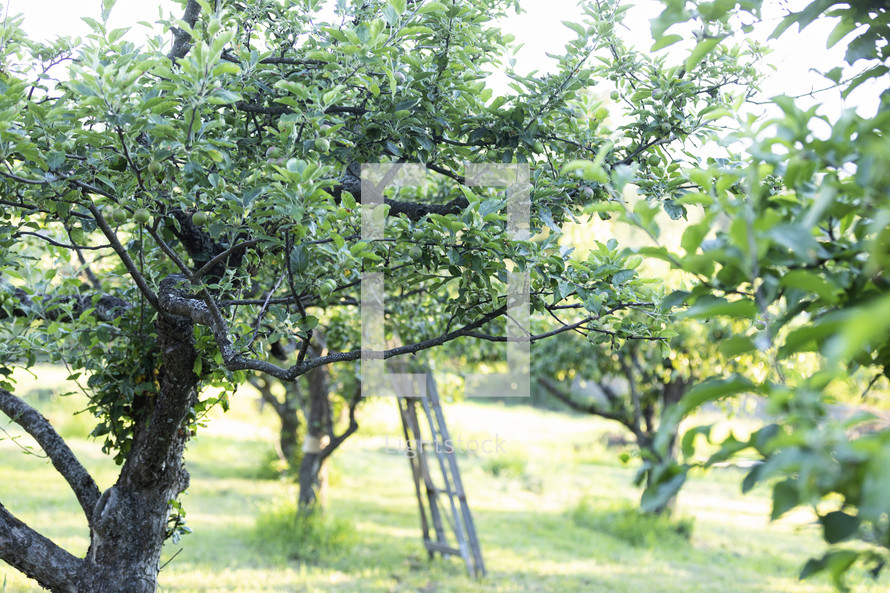 ladder in an orchard 