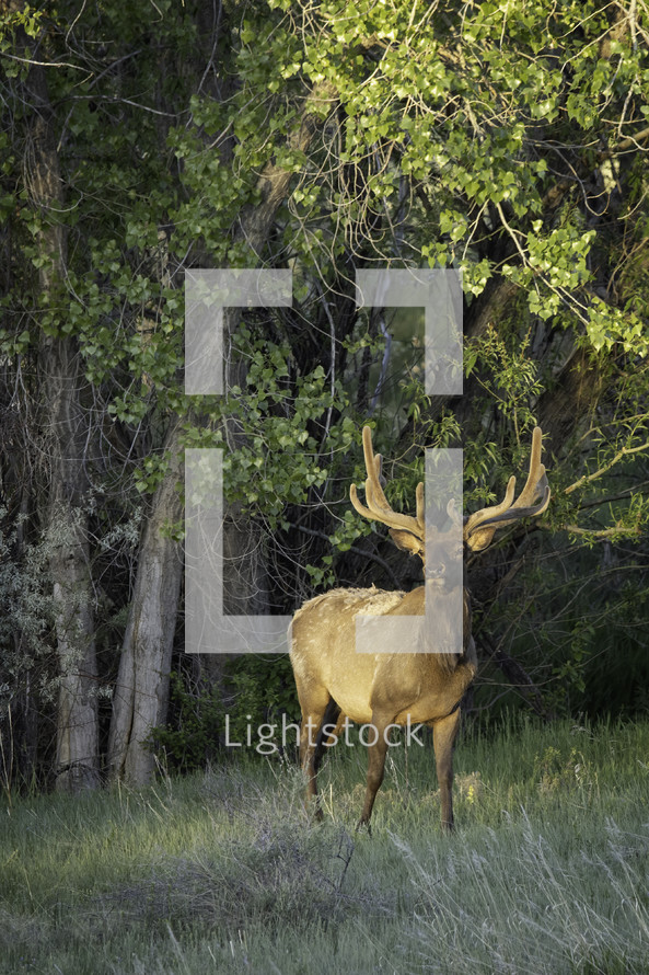 The Bull Elk catches the morning sun on his face while standing among the Cottonwood trees