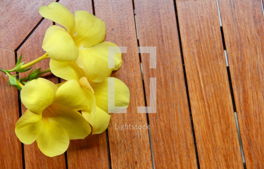 yellow tropical flowers on a wood deck 