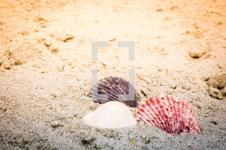 shell in the sand 