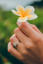 hand holding an orchid flower 