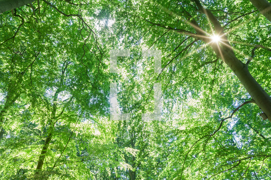 sunburst through branches in a forest 