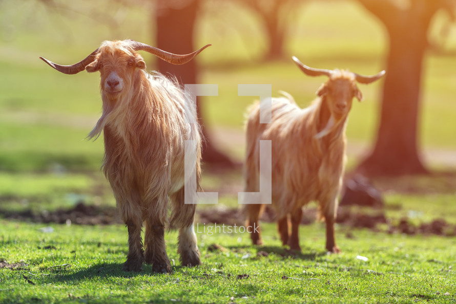 brown billy goats 
