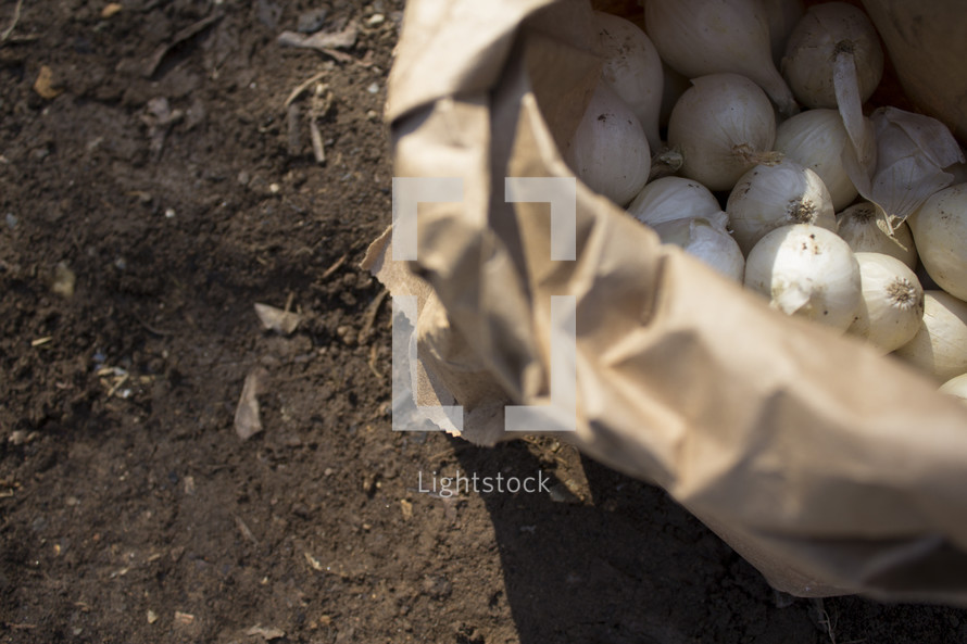 basket of onions