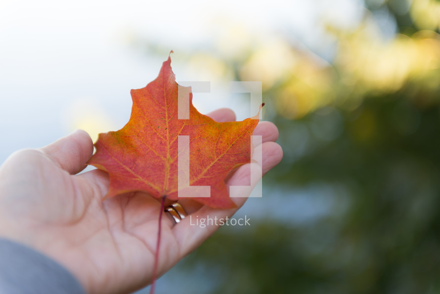 a hand holding a fall leaf 