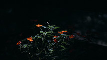 flowers at night 