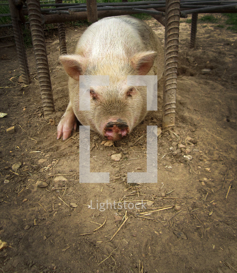 Pig in the dirt in a pen.