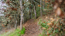 hiking trail covered in leaves on a cloudy fall day. ("In all your ways acknowledge him and he will make your paths straight")