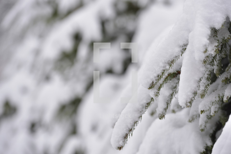 snow on fir trees