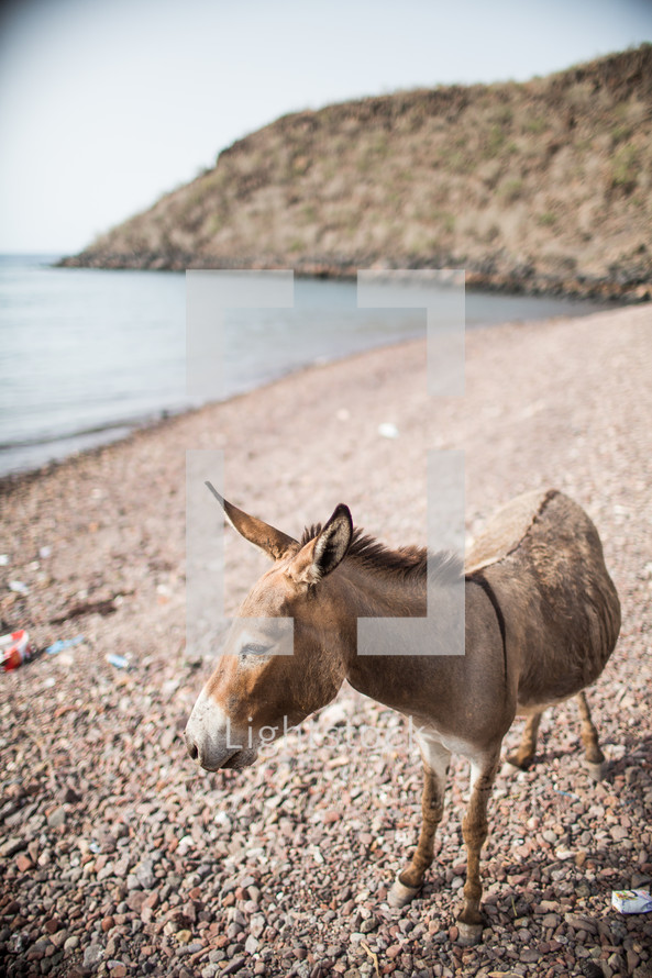 a donkey on gravel 