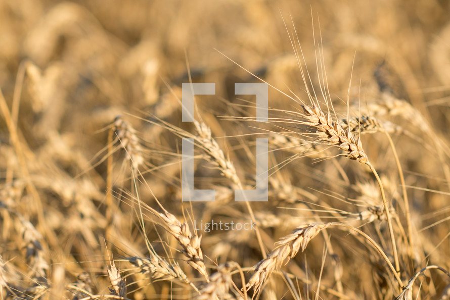 golden wheat grains 
