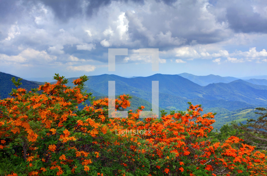 Wildflowers growing on a mountain top 