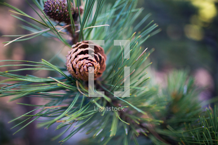 An evergreen branch with pine cones.