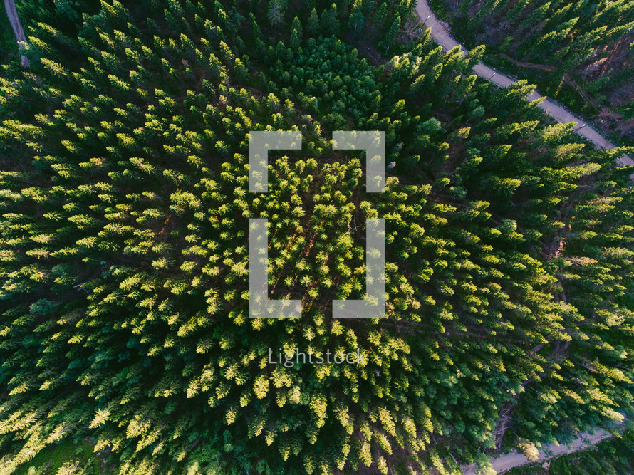 aerial view over a pine forest 