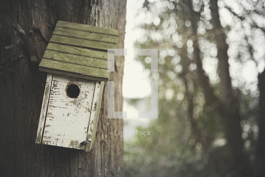 Bird house hanging on a tree.