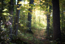 trees in a summer forest 