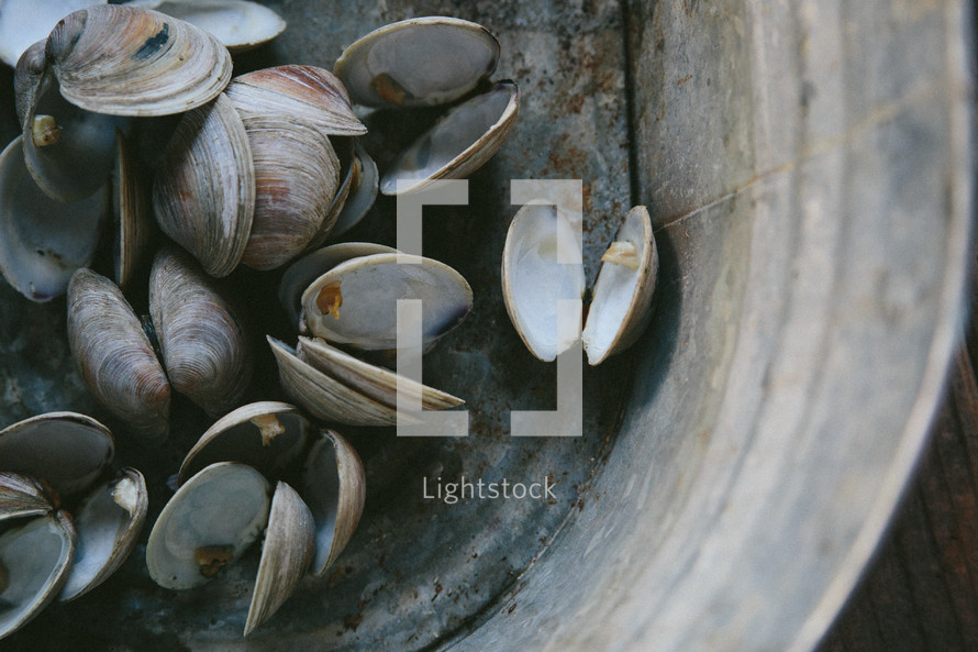 clams in a bucket 
