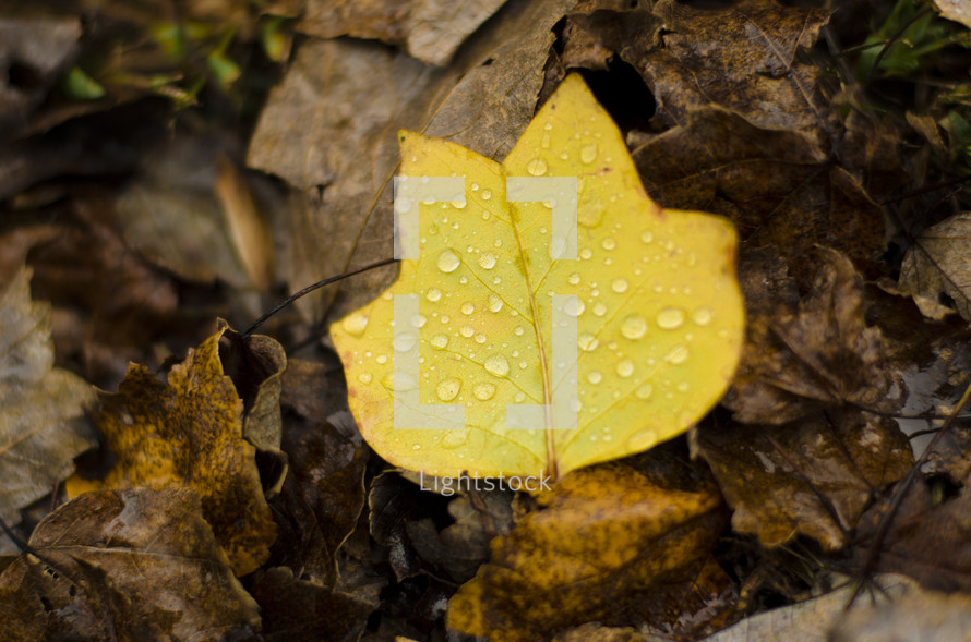 water droplets on a fall leaf 