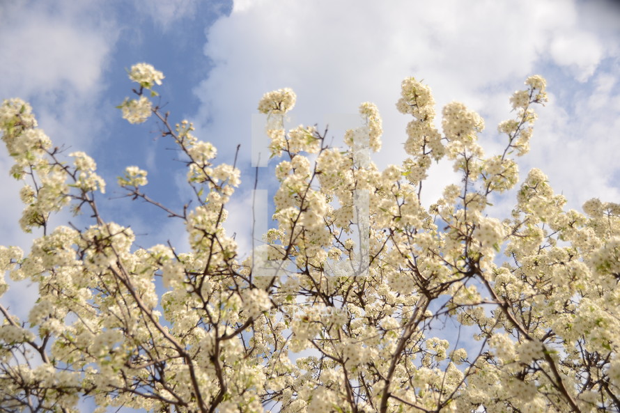 White tree blossoms against the sky.
